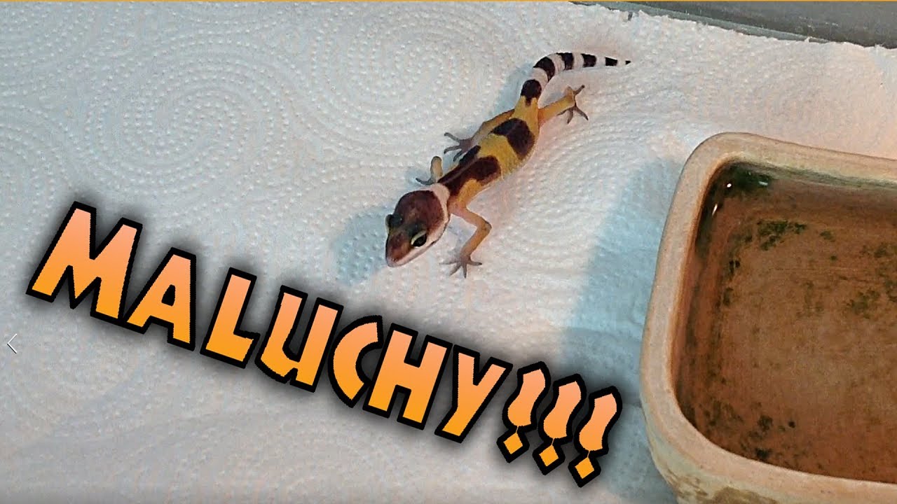 Młode gekony lamparcie?