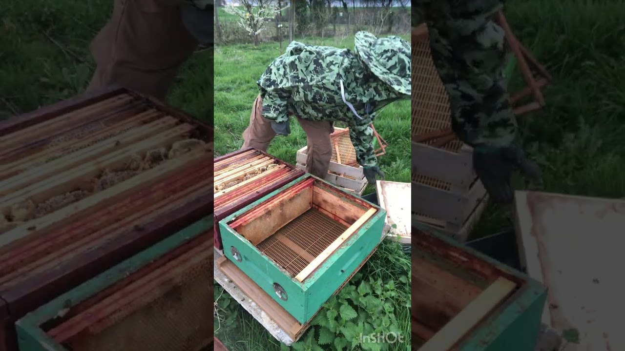 🐝 Premier  visite de printemps 5 ruches avec différants surprise 🤪