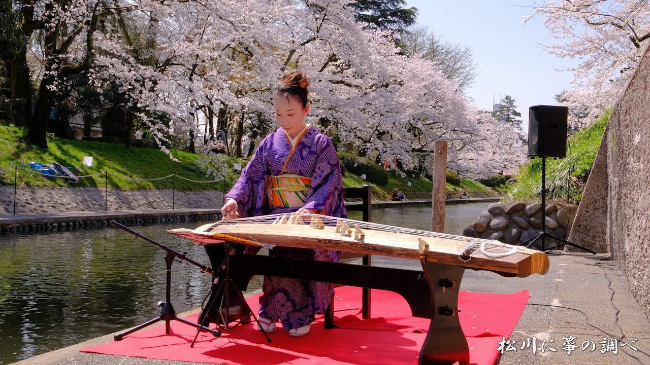 「満開の桜の松川に、箏の調べ」8K 2023年/ 富山県富山市松川 さくら名所100選