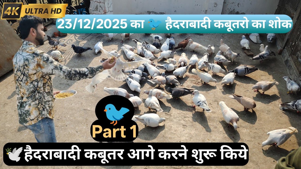 Part -1 || 🐦हैदराबादी कबूतर आगे करने शुरू किये🕊️ ||#kabootar #kabutarbazi #pigeon #bird #youtube