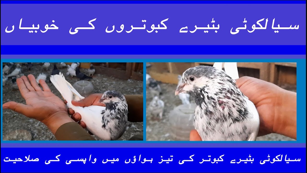 sialkoti bateray kabootar | Best Pigeons in pak | Mohsin Naqvi : +92 321 6126212🇵🇰