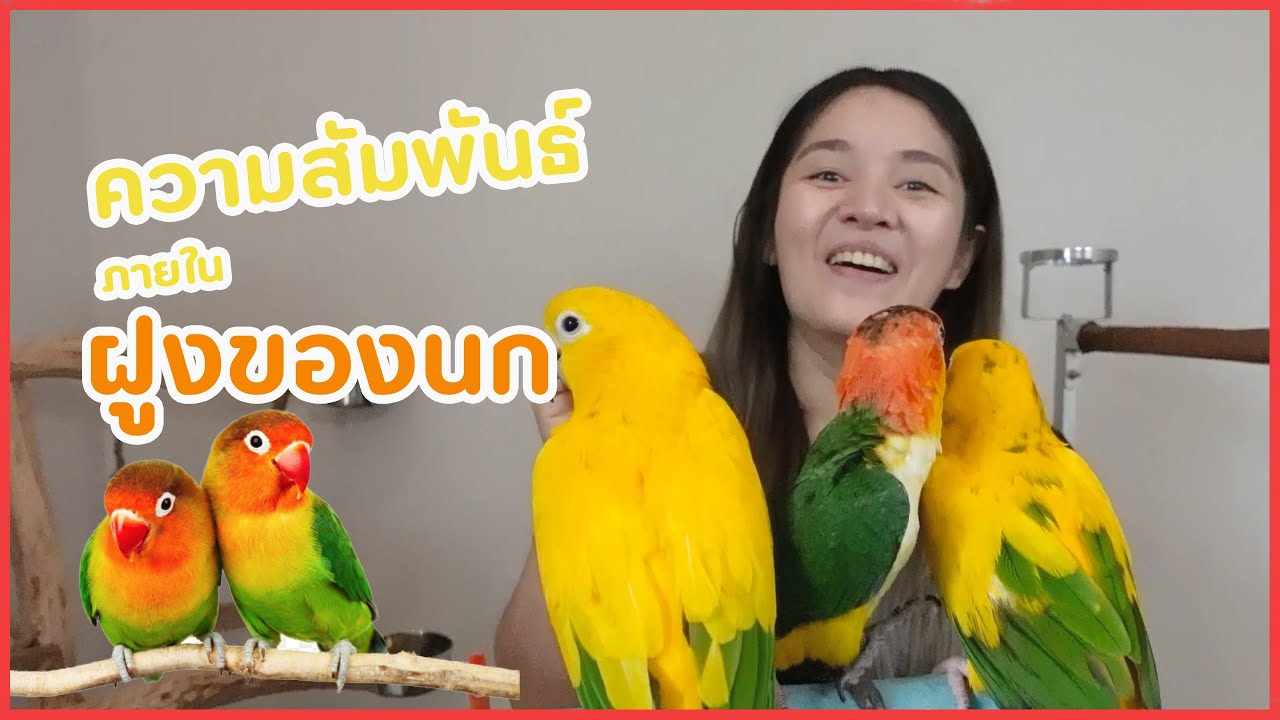 นกจัดการระบบฝูงของตัวเองยังไง และ ทำยังไงให้เราเป็นส่วนนึงของฝูงด้วย