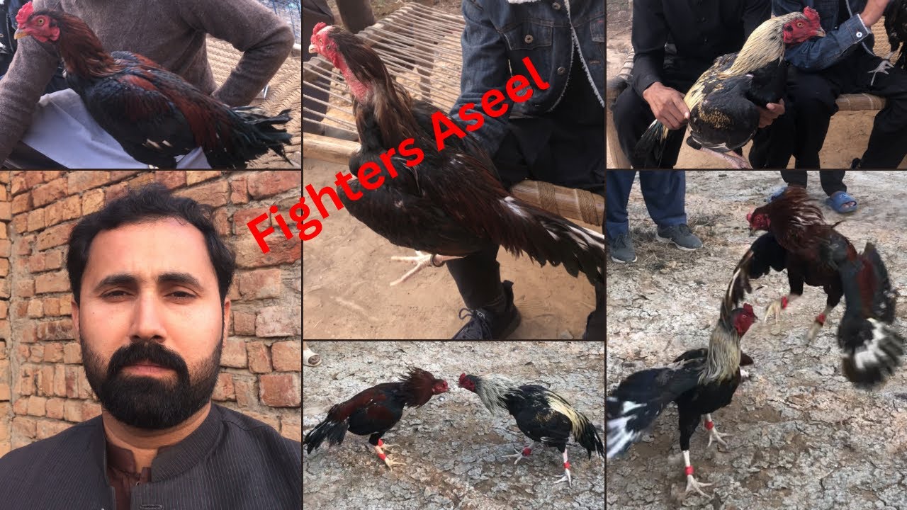 Best fighters winner quality aseels in all sizes fight in the pets gallery.