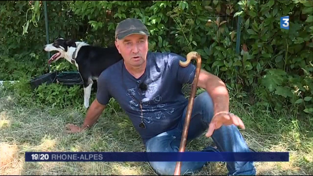 Page spéciale - Transhumance à Die (Drôme)