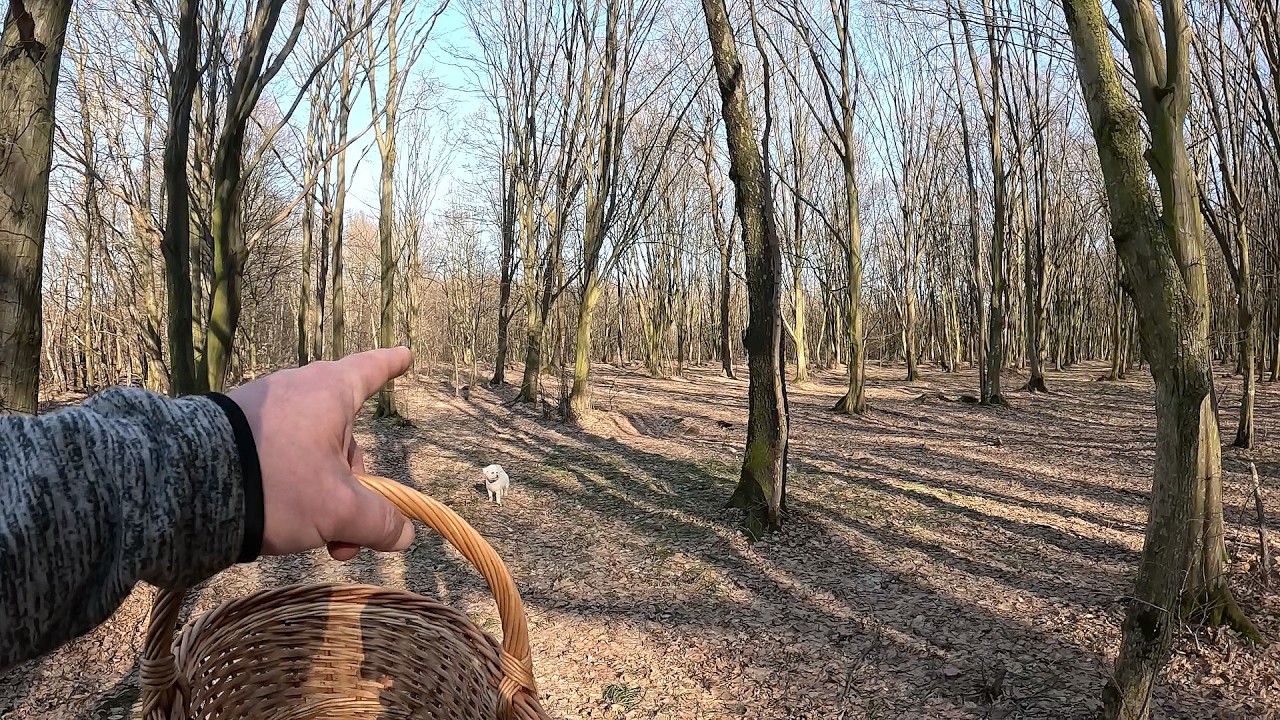 По ГРИБИ біля міста!..Що ТАМ зараз? Такого НЕ чекали!