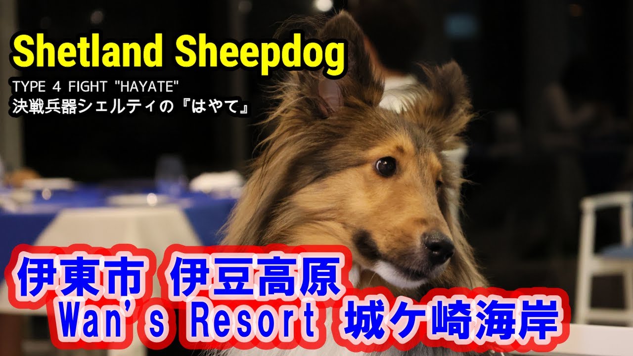 シェルティ　はやて　002　Wan's Resort 城ヶ崎海岸