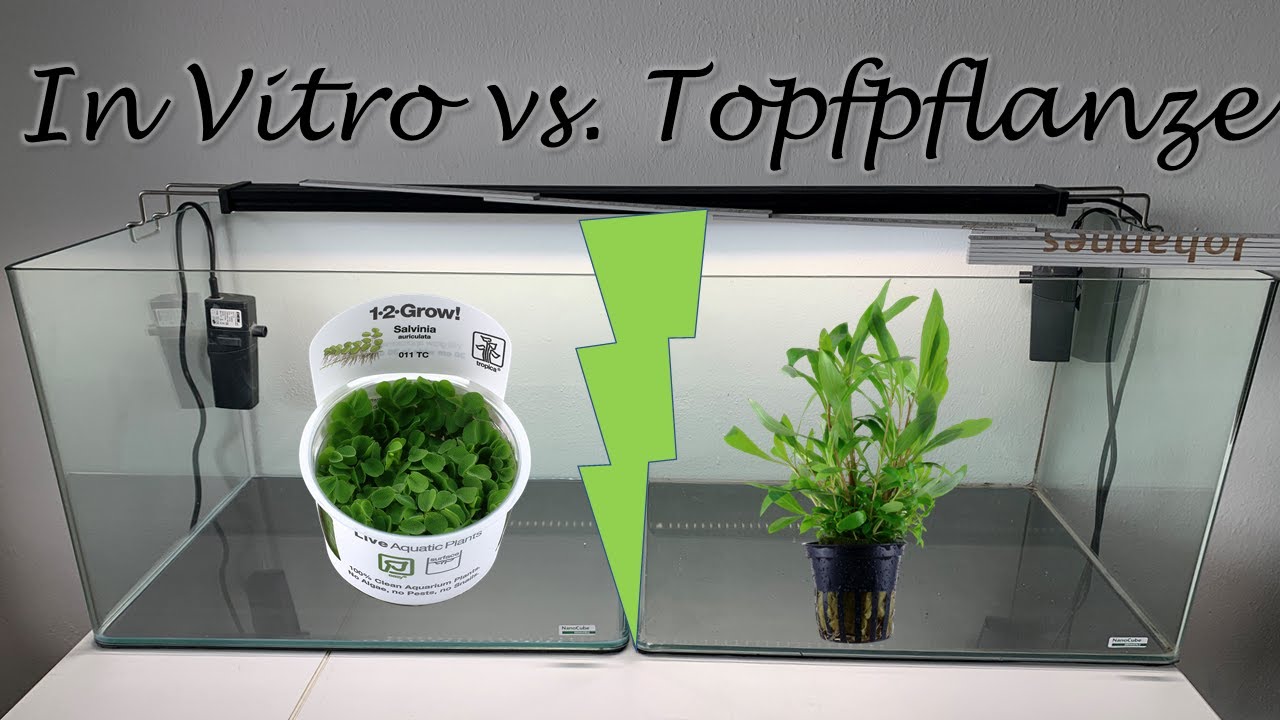 Twinscape Step 1| In Vitro vs. Topfpflanzen