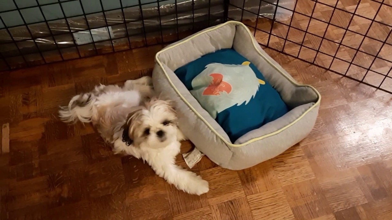 I Couldn't believe I Caught This on Camera, When Things Go Wrong, Shih Tzu Dog Is Playing