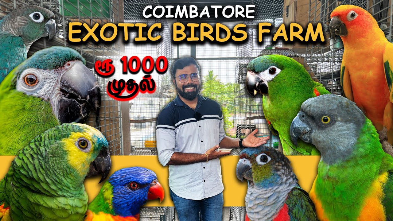 Coimbatore Exotic Birds Farm | Hand Tamed Birds for Sale | Home Delivery Available