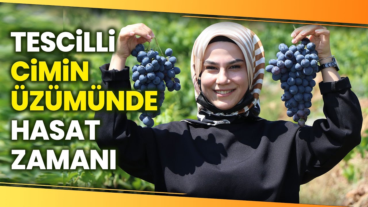 İki Asırlık Üzümlü’nün Bağlarında Cimin Üzümü Bereketi