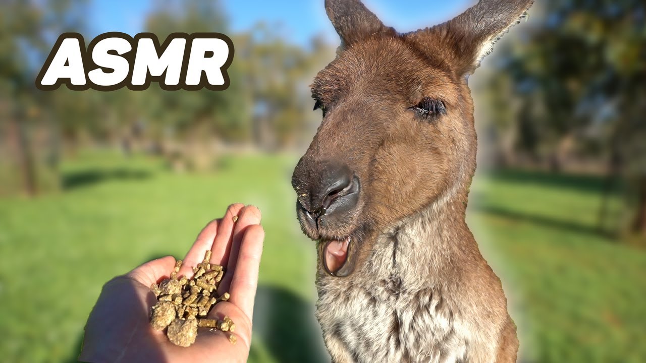 Kangaroo ASMR - Feeding Kangaroo Sounds & Noises - Animal ASMR