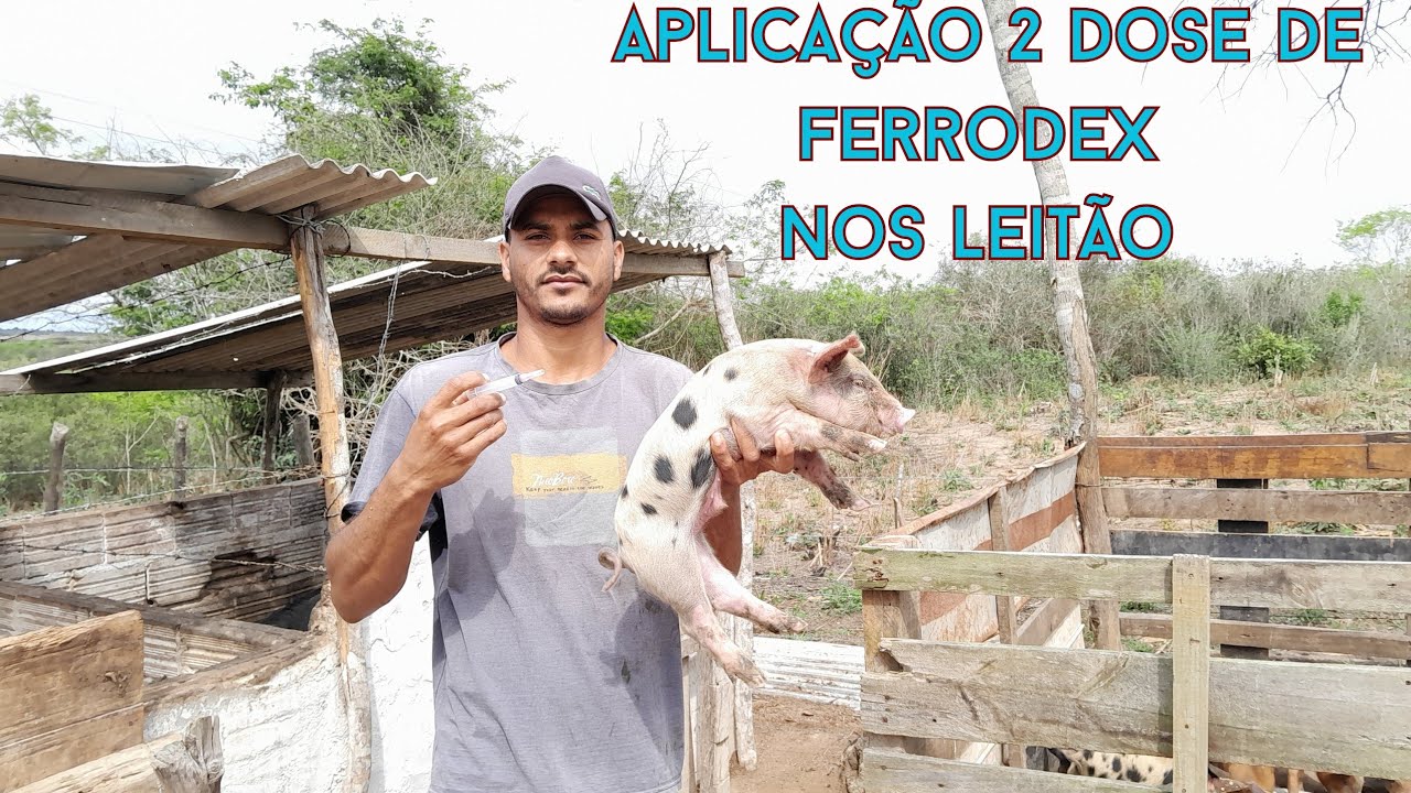 aplicando a 2 dose de ferrodex nos LEITÃO com 21 dias +desenvolvimento