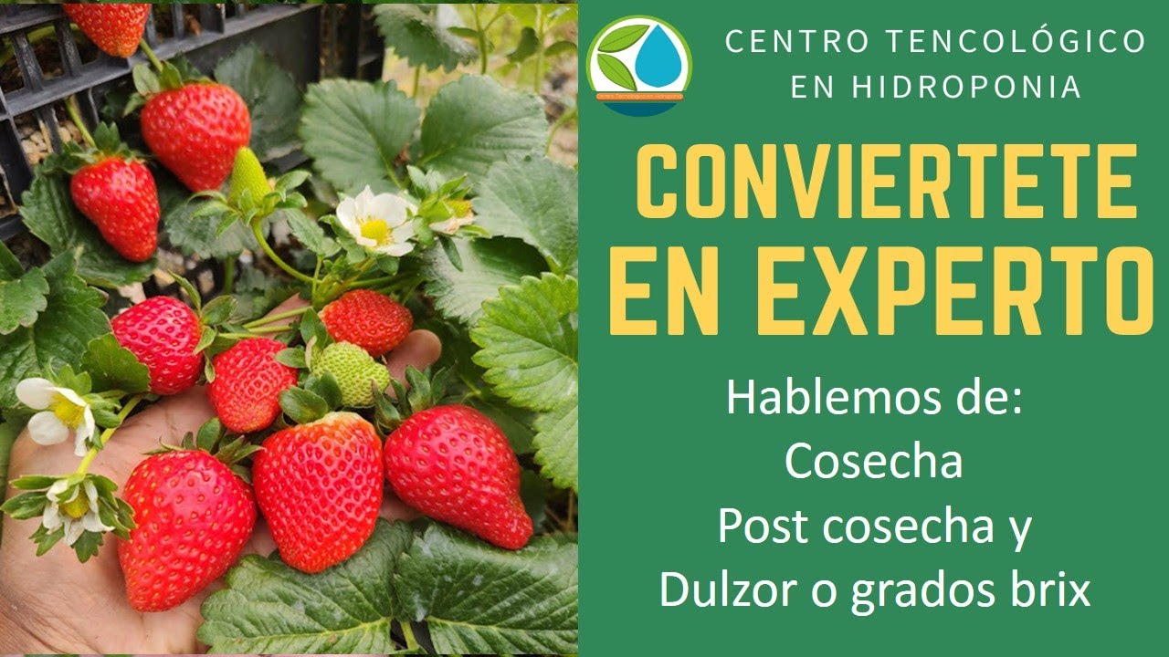 Fresa, hablamos de la cosecha,  la post-cosecha y el dulzor y grados grados brix