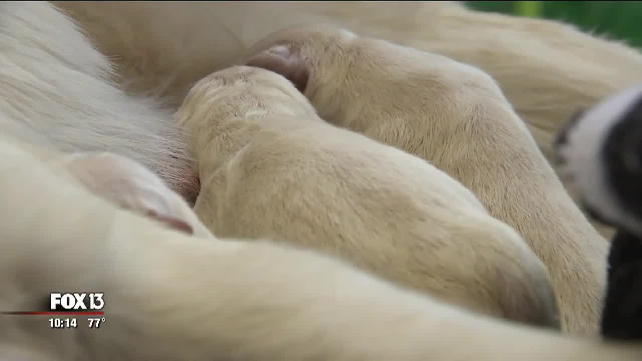Service dog delivers eight puppies at airport gate