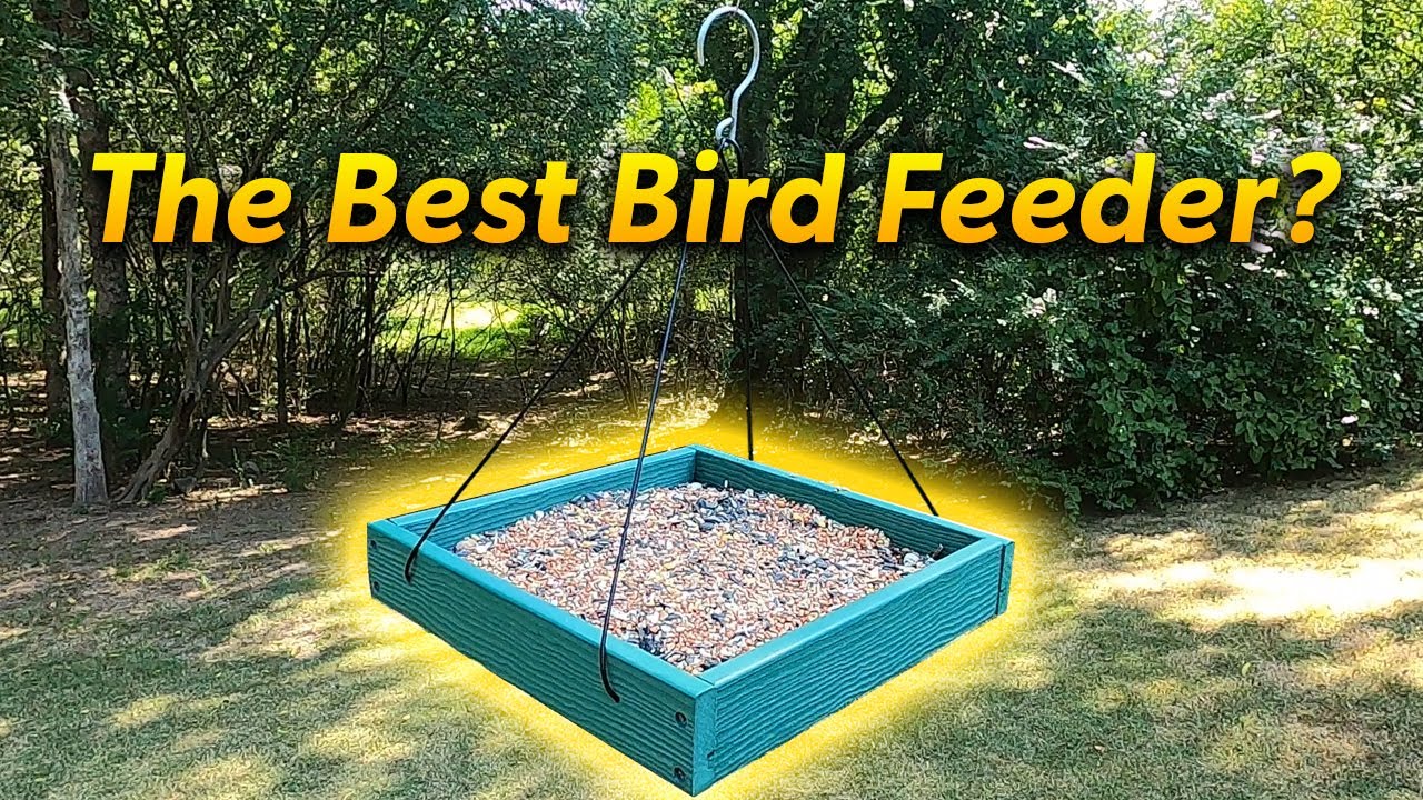 The Best Bird Feeder? Woodlink 