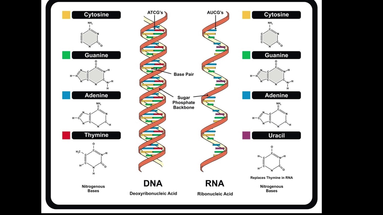 DNA and RNA Structure