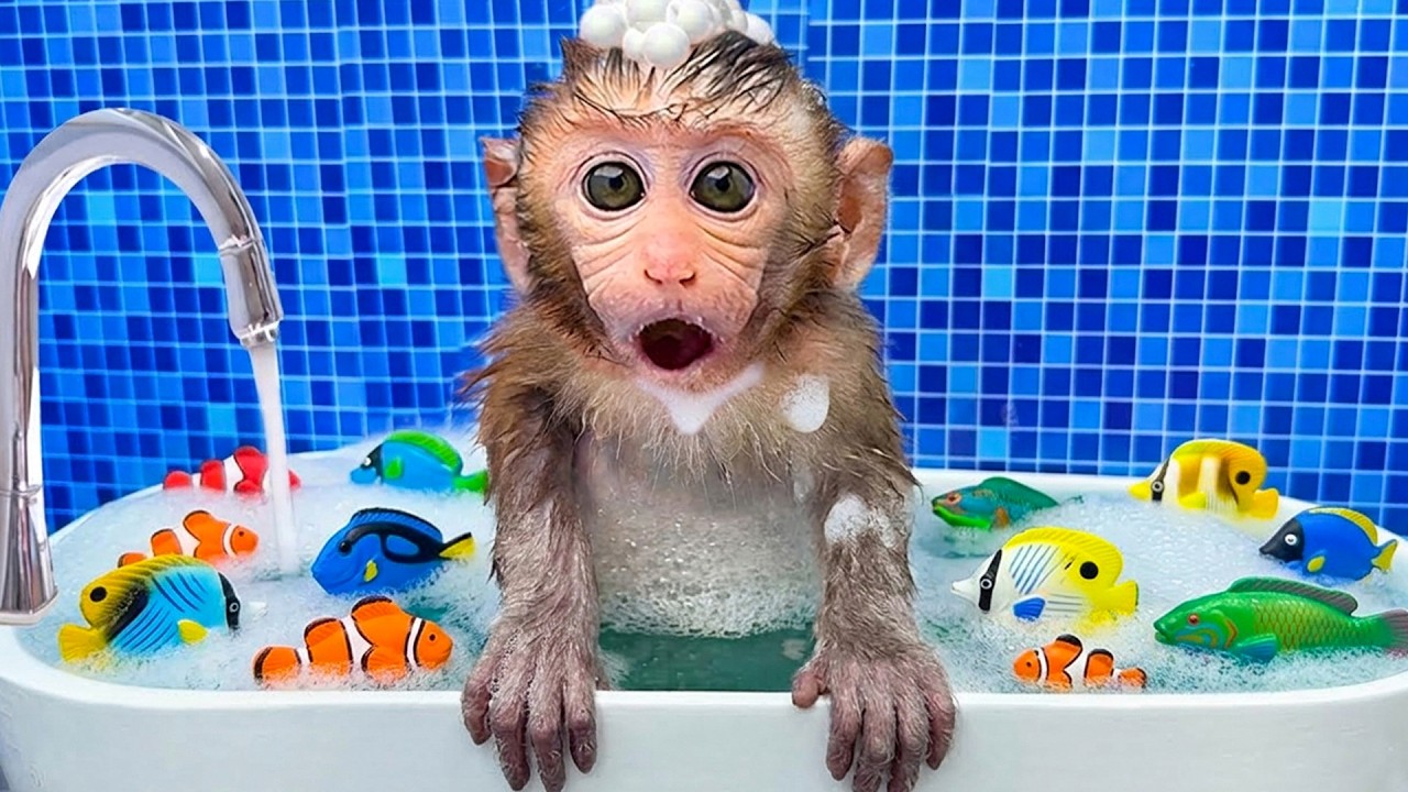 Kebiasaan Mandi Bim Si Monyet Kecil yang Sangat Lucu! 🛁