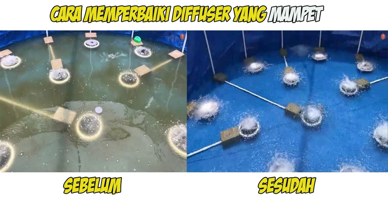 cara memperbaiki aerasi atau diffuser yang mampet pada kolam bioflok