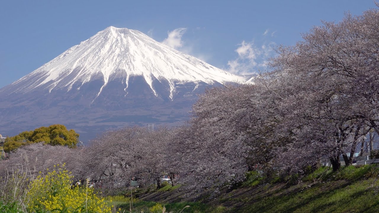 2019 潤井川龍厳淵の富士と桜(4K) Mt. Fuji & Cherry Blossoms At Ryuganbuchi Of Urui River(UHD)