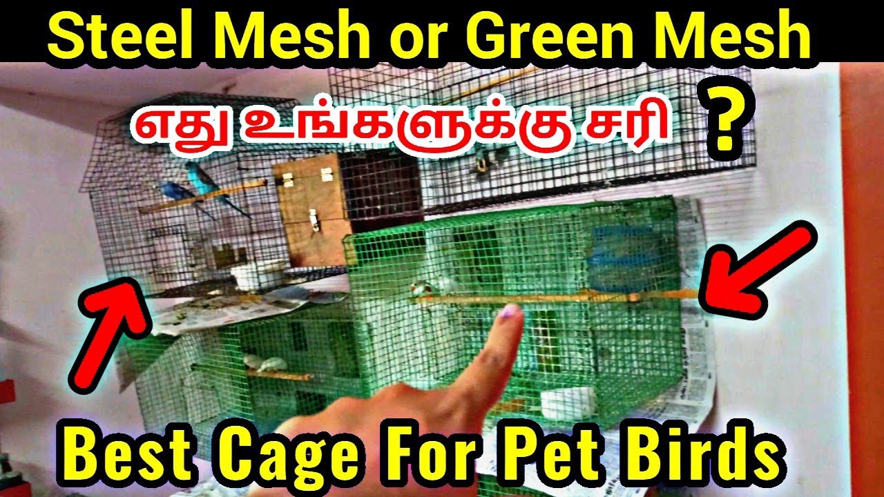 Green Mesh Cage or Steel Mesh cage Which is Best For Pet Birds ? || Positives & Negatives Of Cages