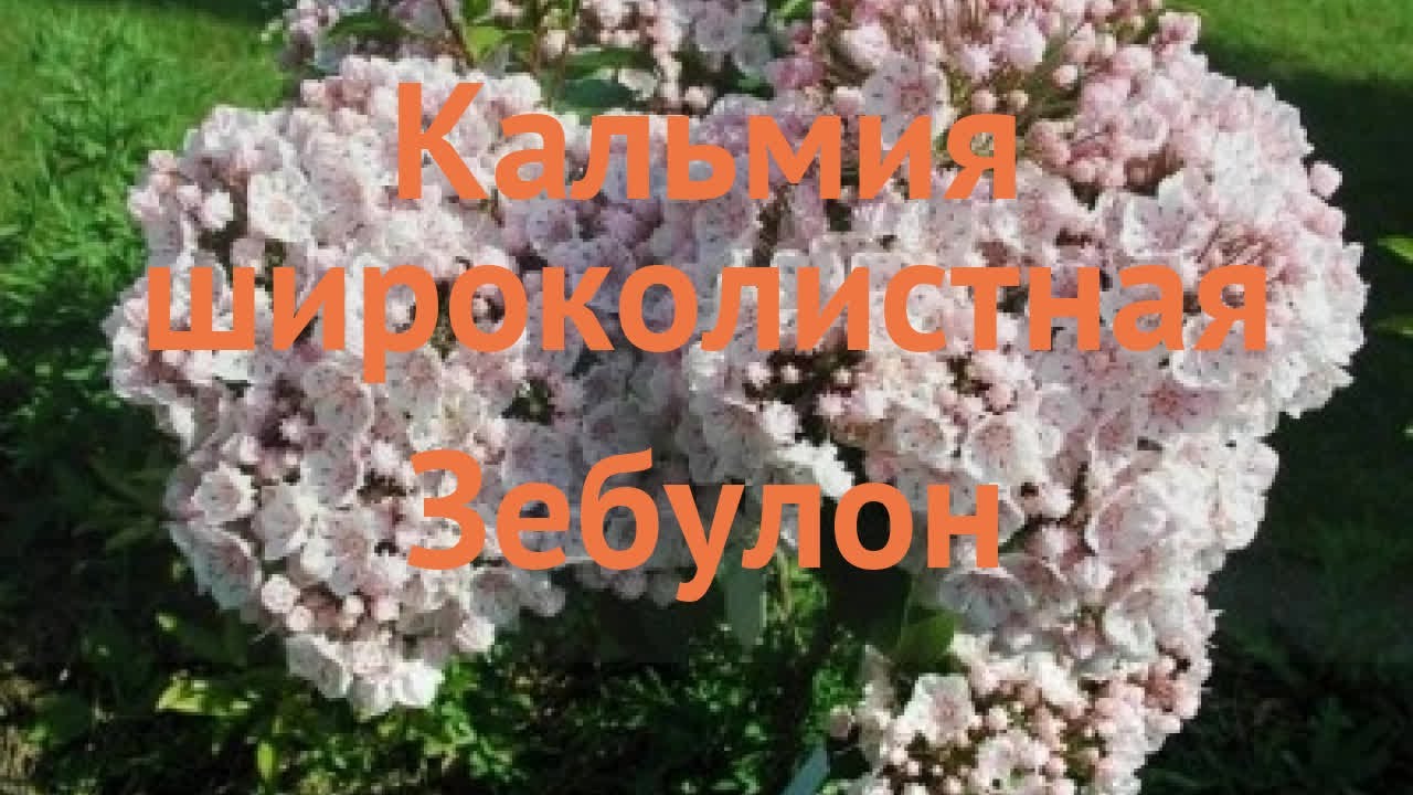 Кальмия широколистная Зебулон 🌿 обзор: как сажать, саженцы кальмии Зебулон