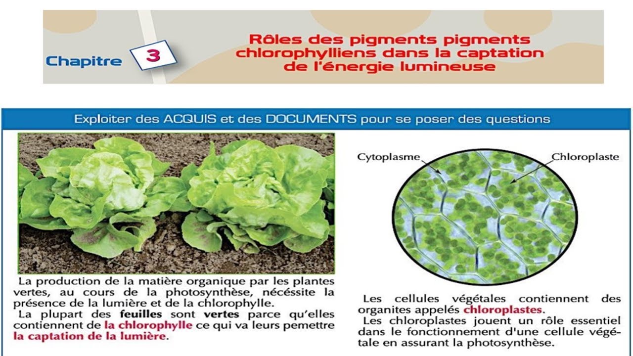 Chapitre 3 : Rôles des pigments chlorophylliens dans la captation de l'énergie lumineuse svt 1 bac