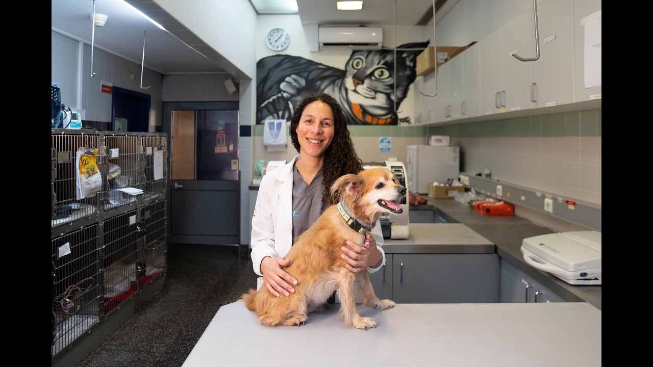 OneVet Group l Otites em Cães