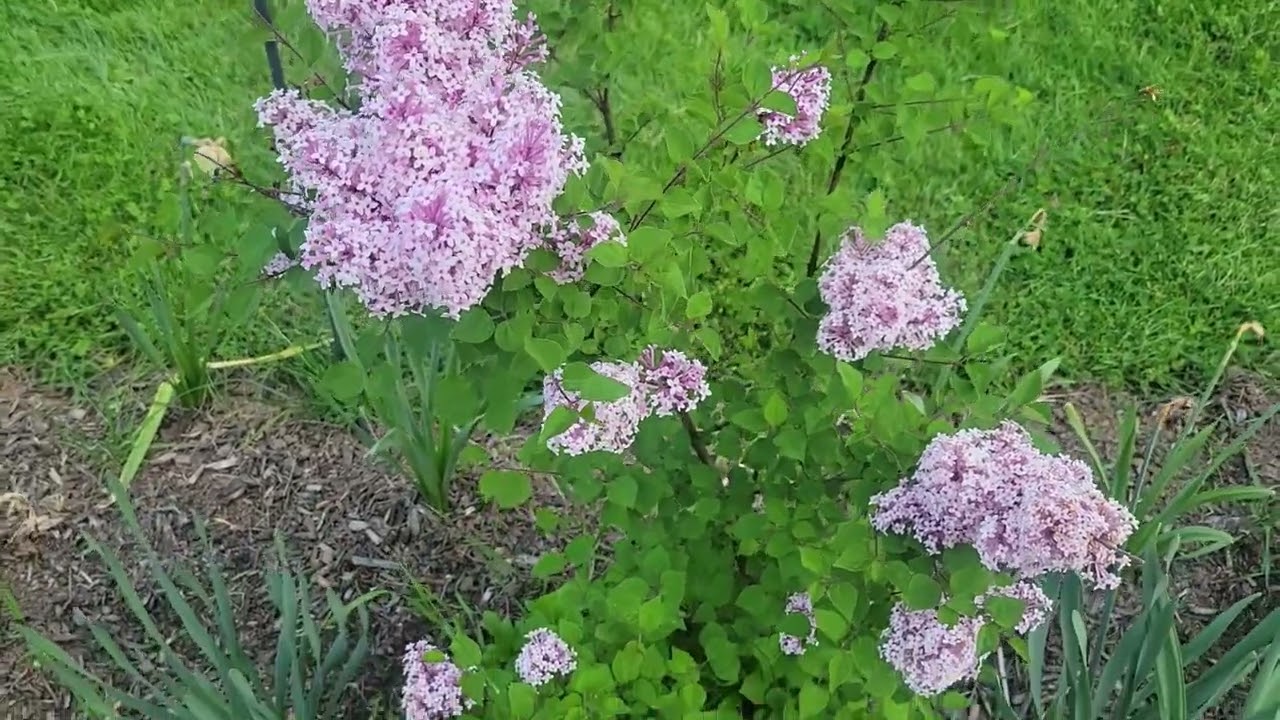 Josie Lilac