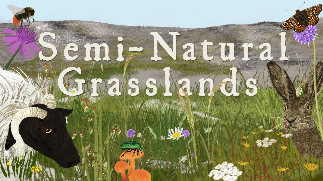 The biodiversity and importance of Ireland's semi-natural grasslands