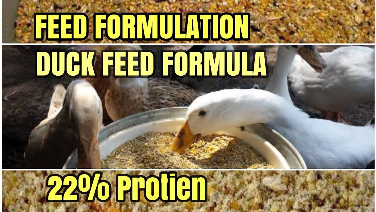 DUCK & GOOSE  STARTER FEED FORMULA || FEED FORMULATION || 22 % PROTIEN FEED || STARTER FEED || F&F
