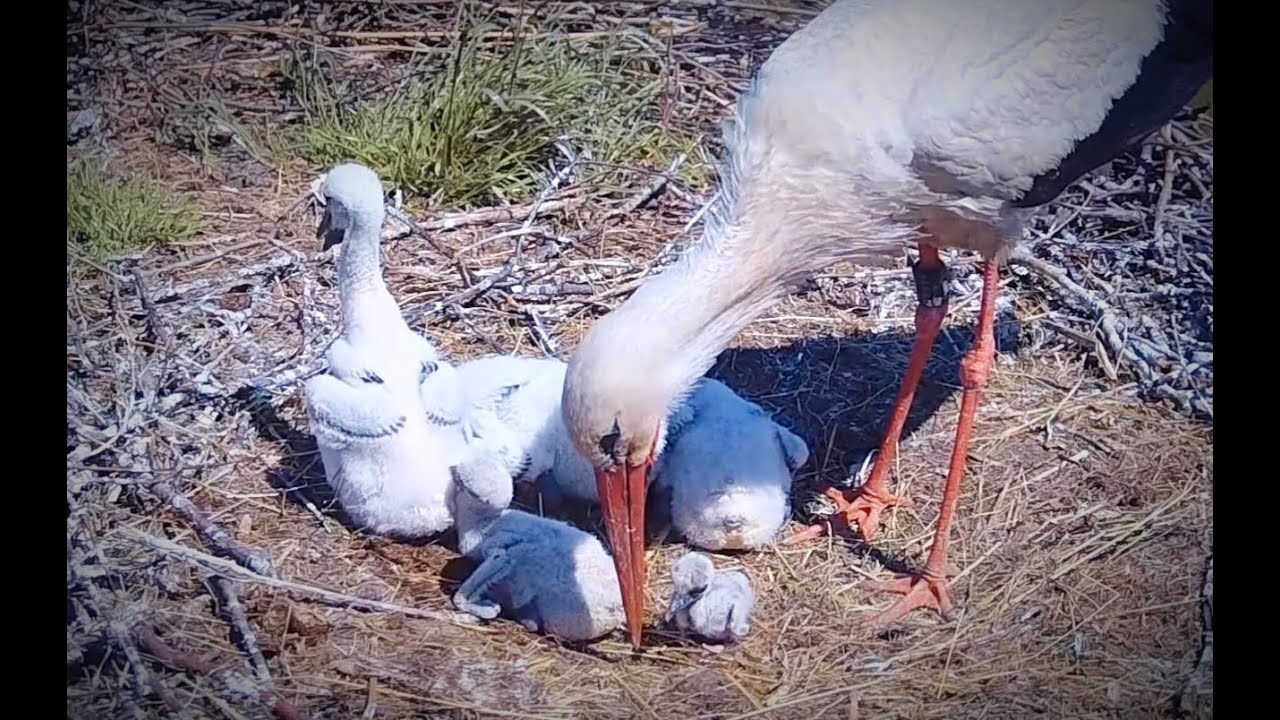 Rare behaviour of storks -  Stork mom secretly feeds her Benjamin | Bohunka tajně krmí Pětníčka ❤