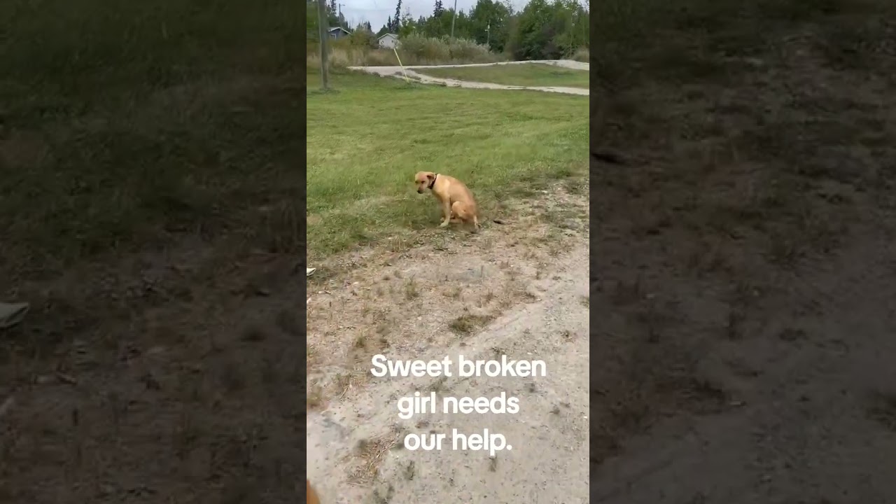 So many dogs across Northern parts of Canada need our help. Follow Flights For Hope on FB for more!
