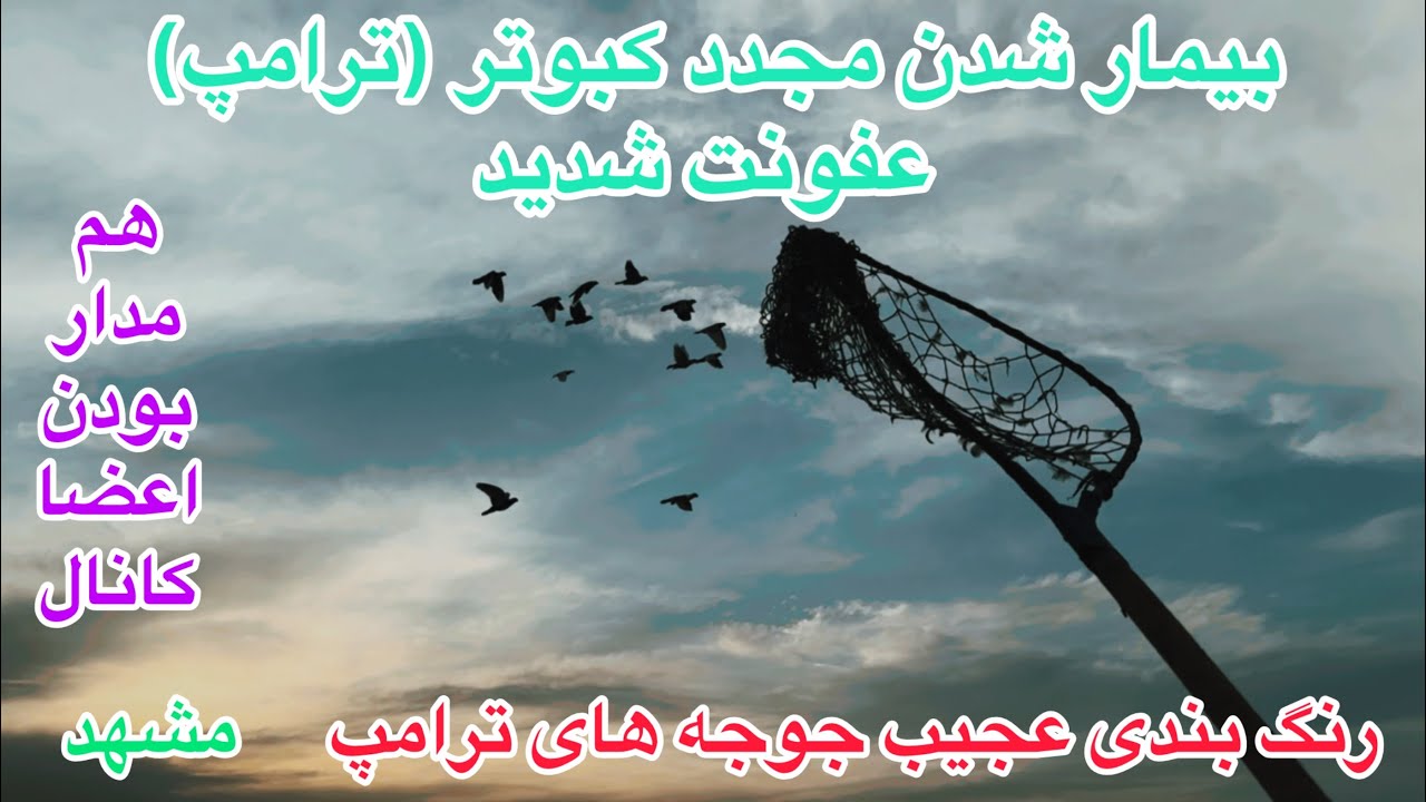 پرش ناوگان کبوتران آلمانی/بیماری کبوترترامپ/رنگ عجیب جوجه های ترامپ درطبقه۴/هم مدار بودن؛قوانین جذب