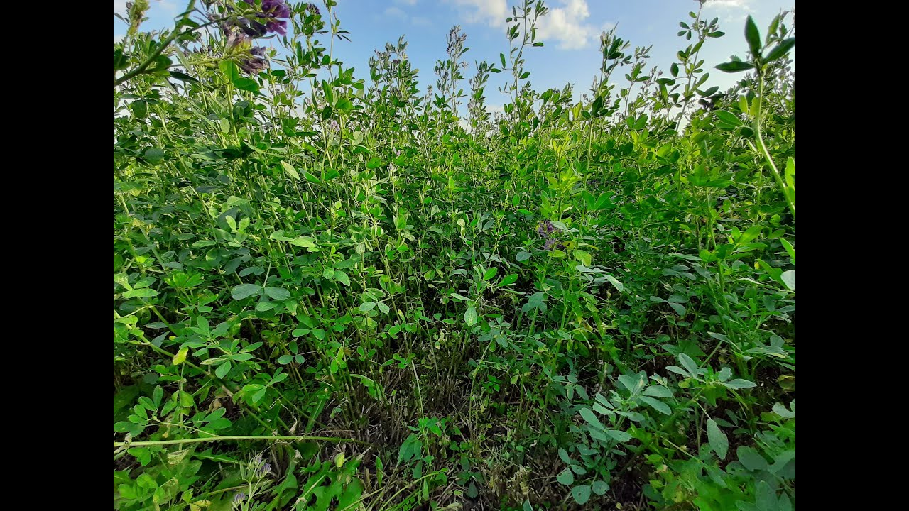 Jak uzyskać większe plony lucerny