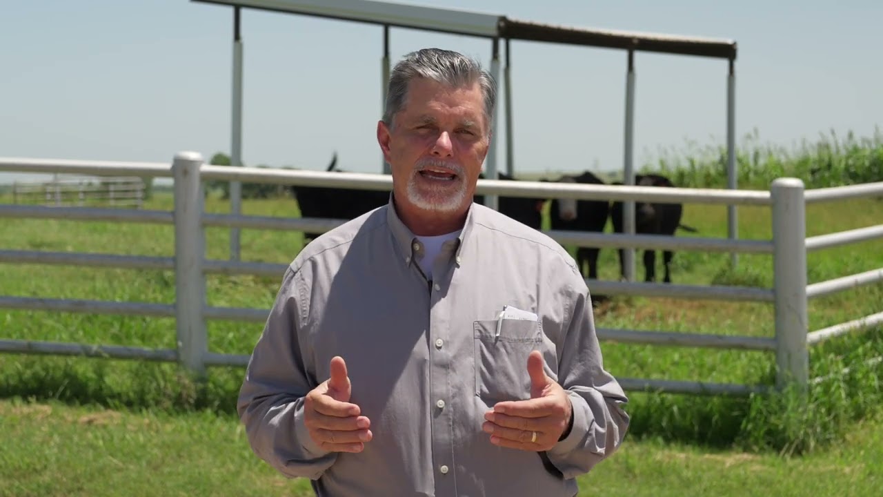 Cow-Calf Corner - Aug. 2, 2025
