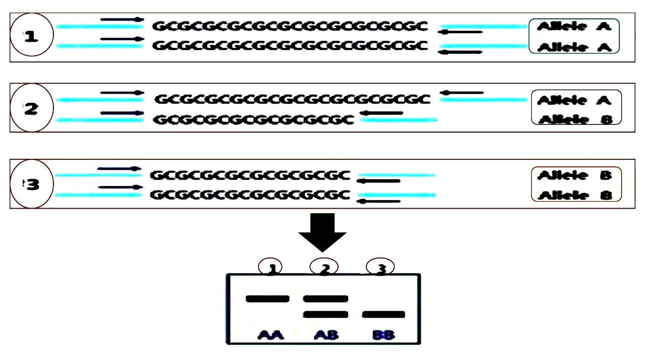 Simple Sequence Repeat or SSR Marker