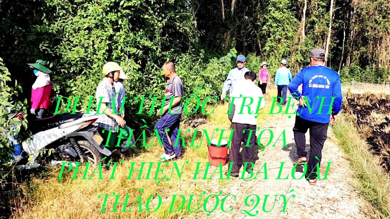 BUỔI ĐI LẤY CÂY THUỐC NAM TRỊ BỆNH THẦN KINH TỌA | VĨNH ĐẠI LONG AN | Tập 1|