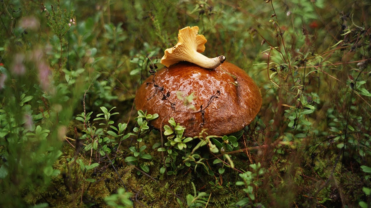 Mushroom Hunting