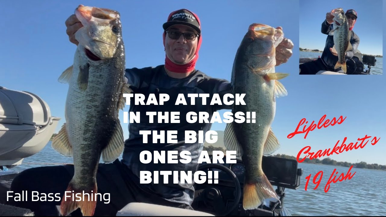 Trap ATTACK in the grass!!  The BIG ones are biting!!