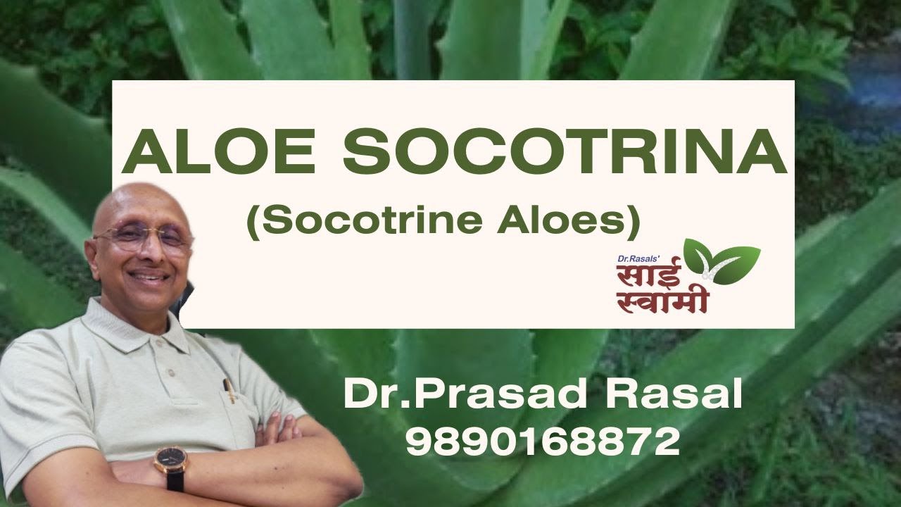 My Experiences with Aloe Socotrina