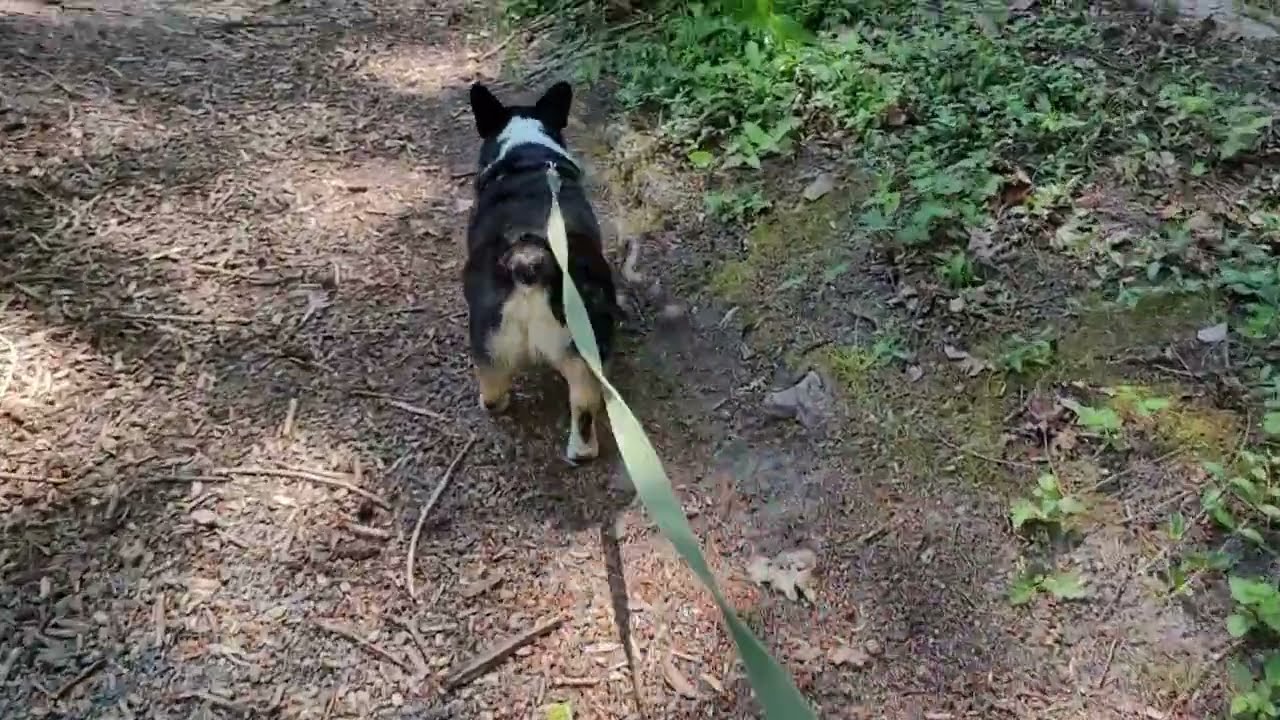 WALK the Bluff Trail with Hoover & Grumpy PLUS A SECRET
