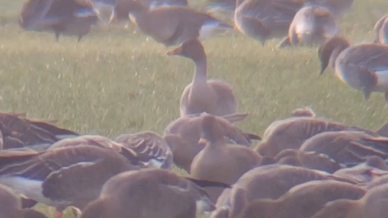 Taigarietgans (taiga bean goose) in zijdstukken 11-12-2025