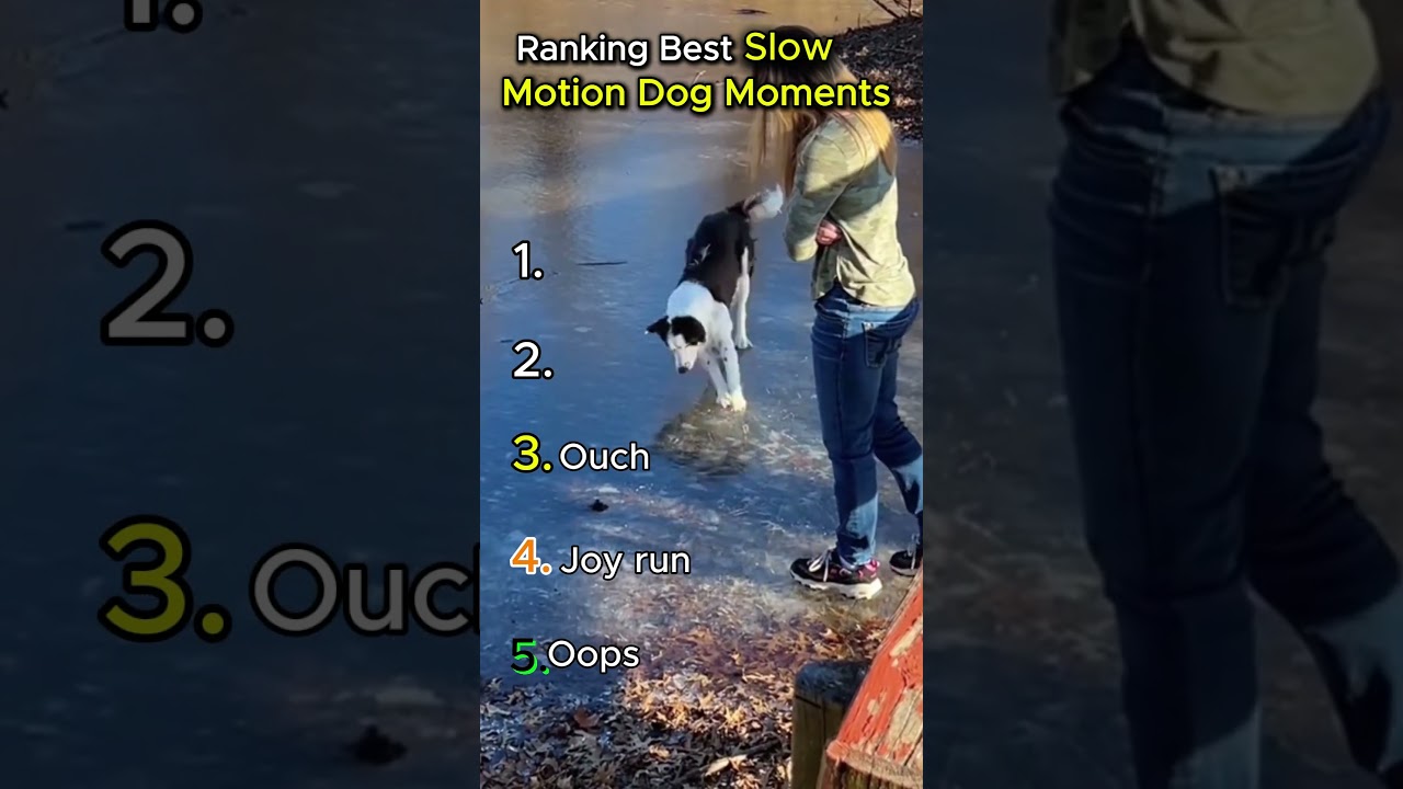 Ranking Best Slow Motion Dog Moments  #animalshorts #dogshorts  #animalactors