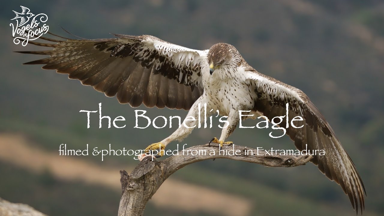 The Bonelli&rsquo;s Eagle filmed & photographed from a hide in Extramadura