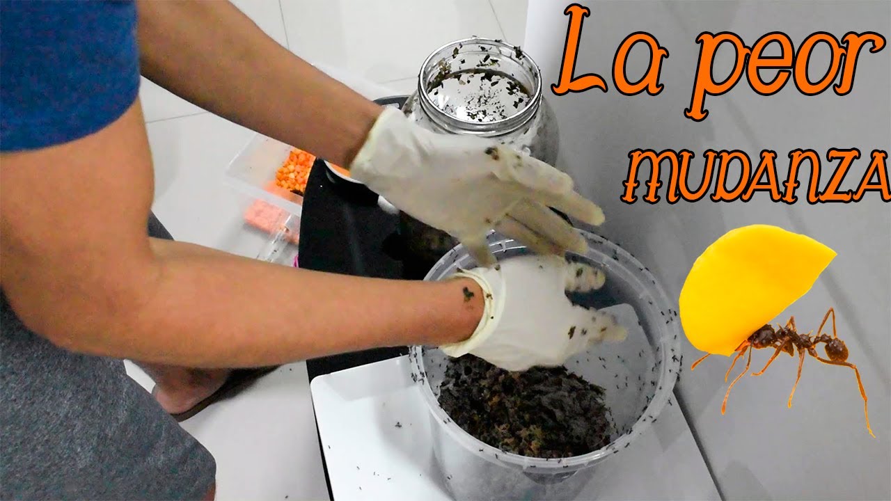 La PEOR Mudanza de Acromyrmex | Cambiando todo su hormiguero