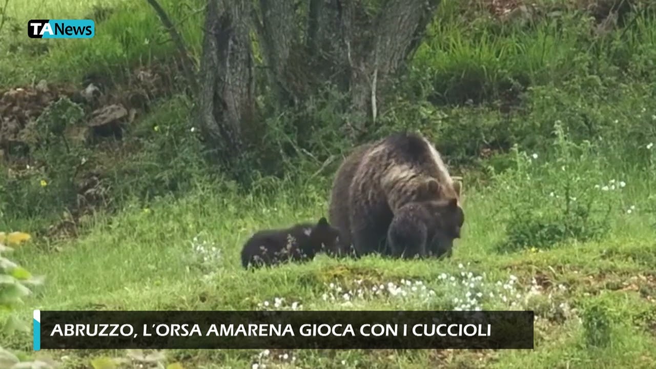 Abruzzo, l'orsa Amarena gioca con i cuccioli