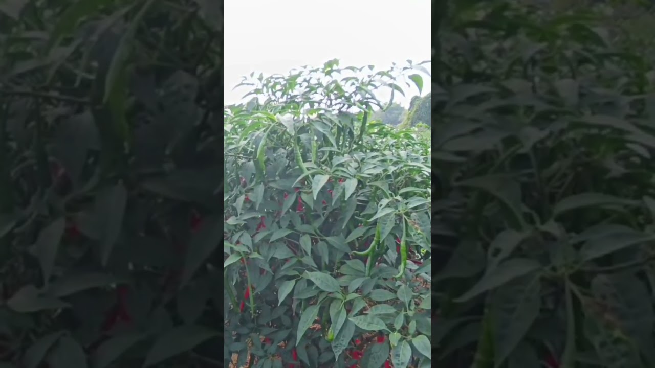 భీష్మ #Vyavasaya Yuvatha#sustainableagriculture #sustainablefarming