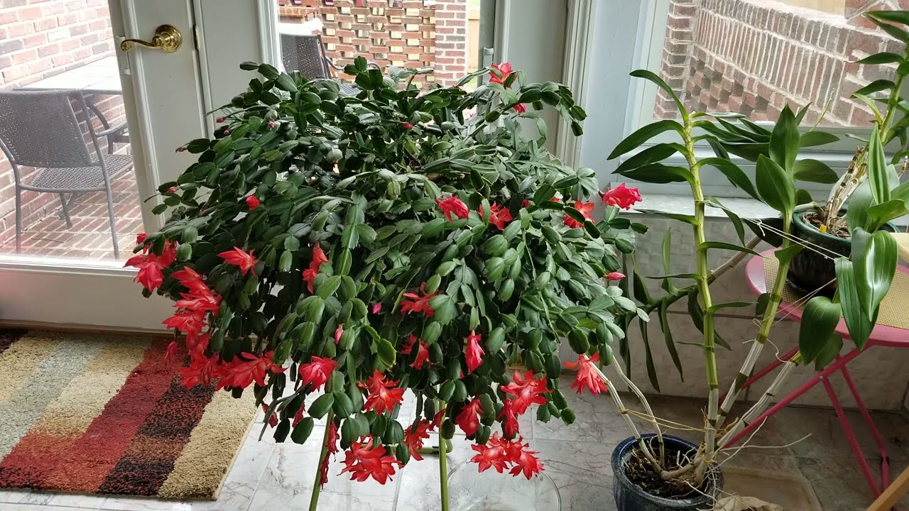 Thanksgiving Cactus Care for April With Plants Still In Bloom.  Watch Me Take Cuttings!