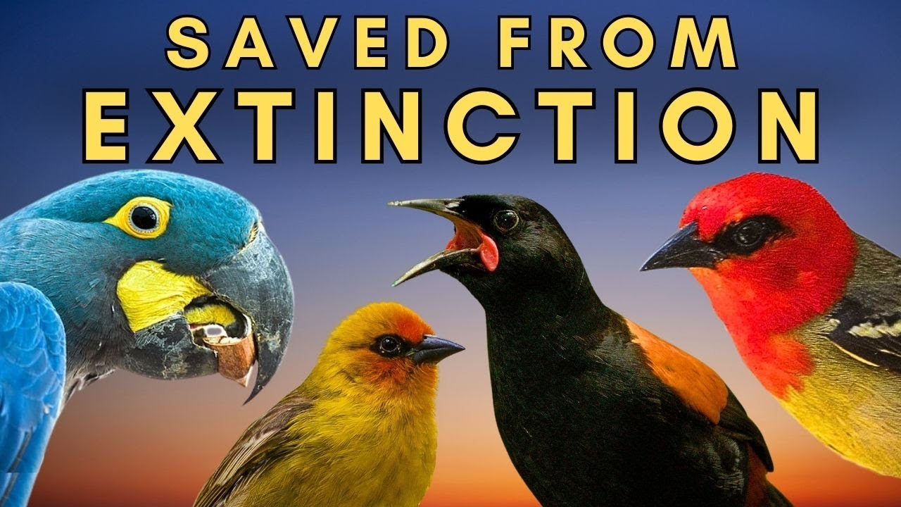 7 Birds Brought Back from the Brink of Extinction