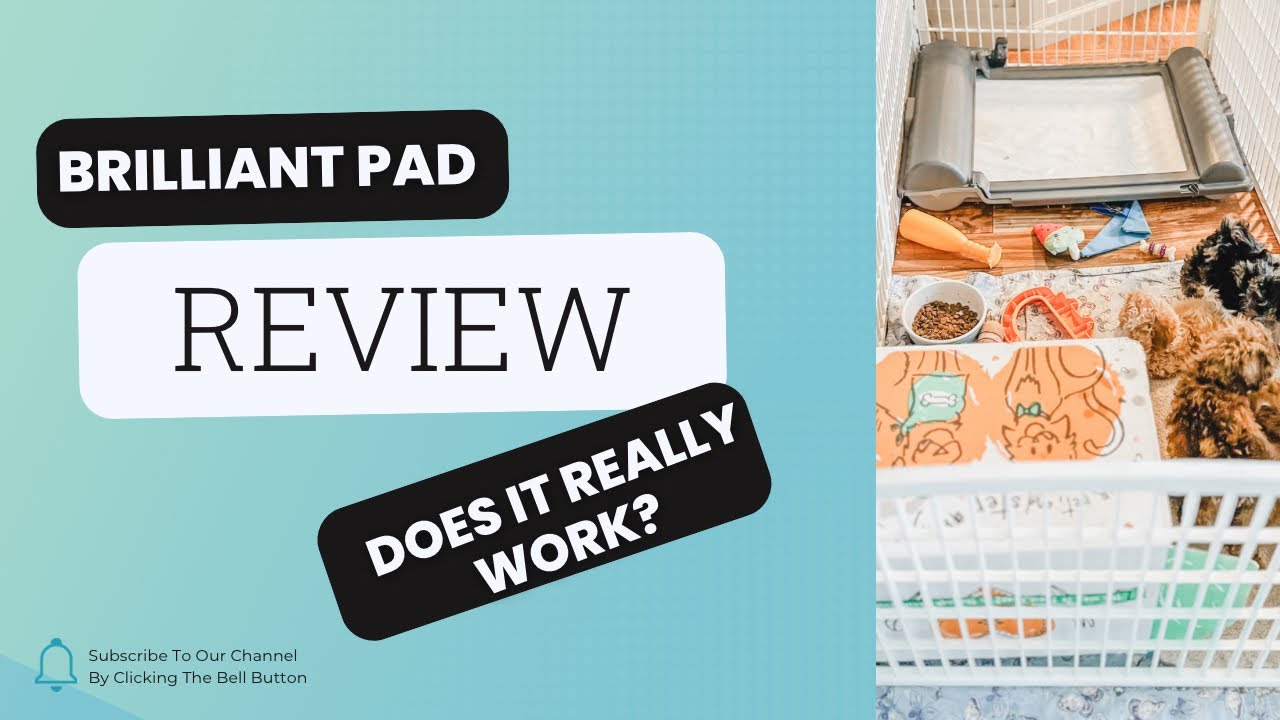 Breeder&rsquo;s honest review of the Brilliant Pad- Smart Indoor Potty